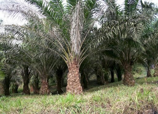 Polemik Inkonsistensi Aktivisme: Pengamat Ingatkan Konsistensi Sikap Kritis dengan Integritas Moral