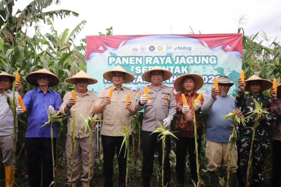 Wabup Sukabumi : Panen Raya Jagung Serentak Wujud Kolaborasi Kemandirian Pangan