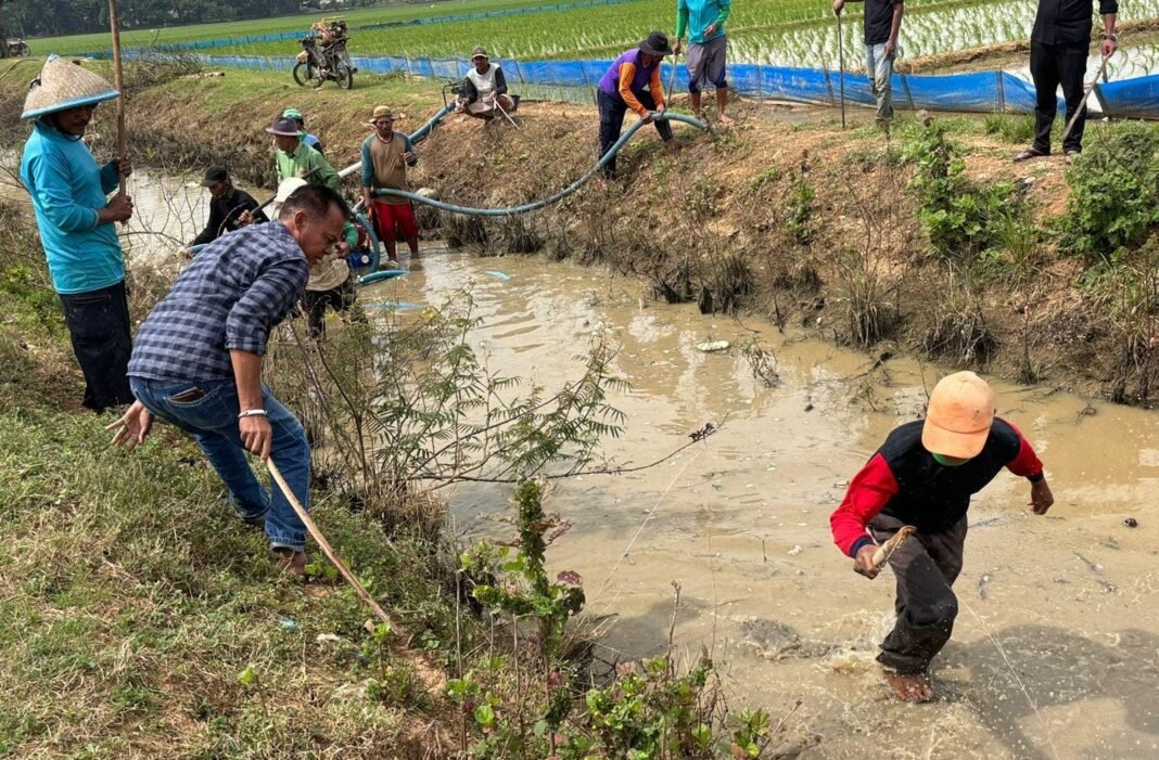 Pemdes Mekarjati Gelar Gropyokan Tikus, Perkuat Pengamanan Sawah Jelang Musim Tanam