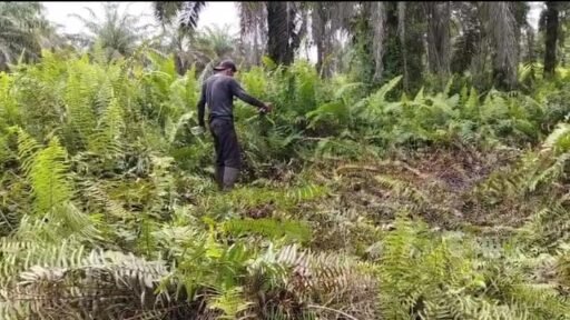 “Lahan Pertanian Kelompok Tani Permata Gambut Jaya Diduga di Bakar Oknum Tak Bertanggung Jawab”
