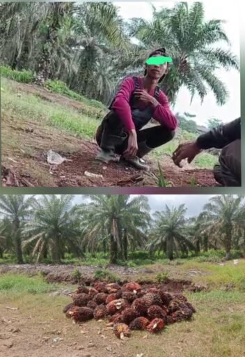 “Ketangkap Tangan Diduga Mencuri Buah Kelapa Sawit Milik PT. APN, MIS Di Tahan Polres Asahan”