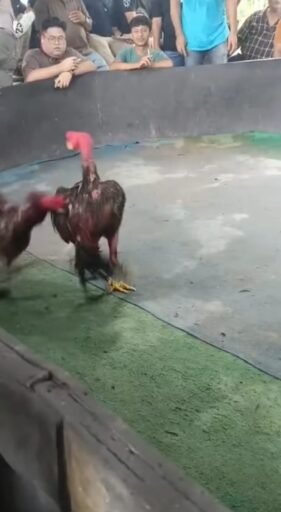 Sebut Nama Oknum ” H ” dan ” R ” , Warga Resah Judi Sabung Ayam di Gang Sejati Tak Tersentuh Hukum