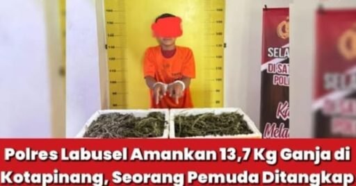 Begitu Gesitnya Satres Narkoba Polres Labusel, kembali Amankan 13,7 Kg Ganja di Kotapinang