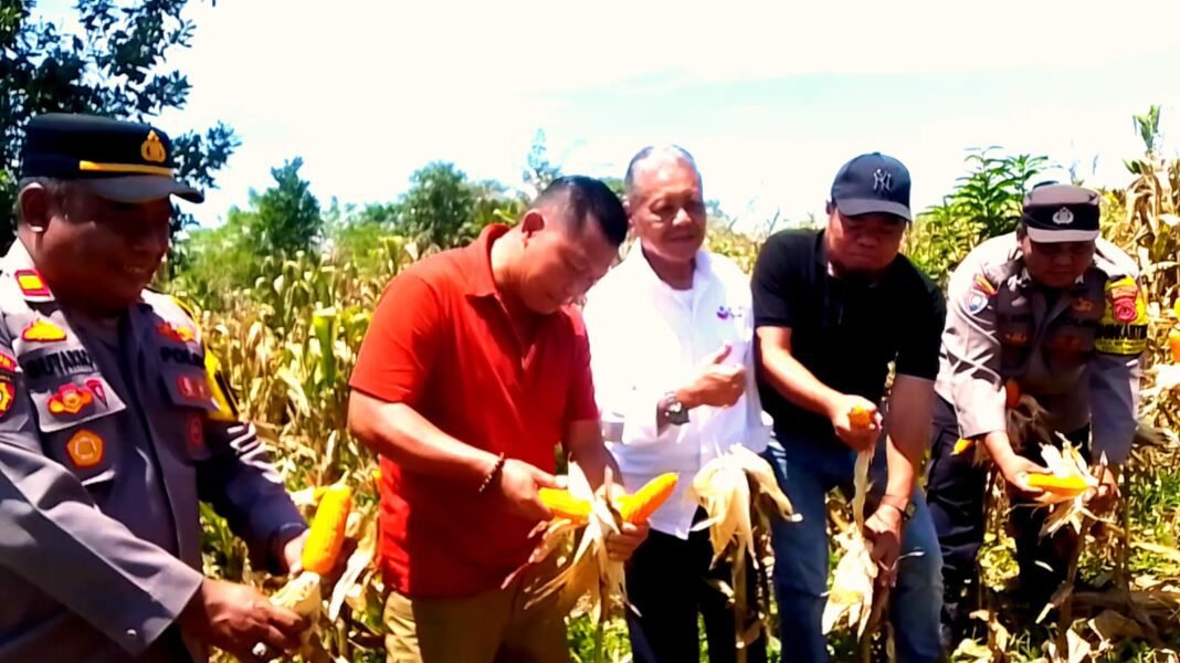 Panen Jagung Gantar Perkuat Ketahanan Pangan