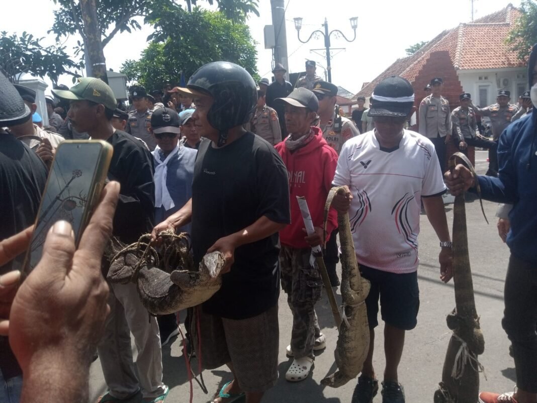 Demo Berjalan Tertib, KOMPI Serahkan “Hadiah” Biawak ke Pejabat Indramayu
