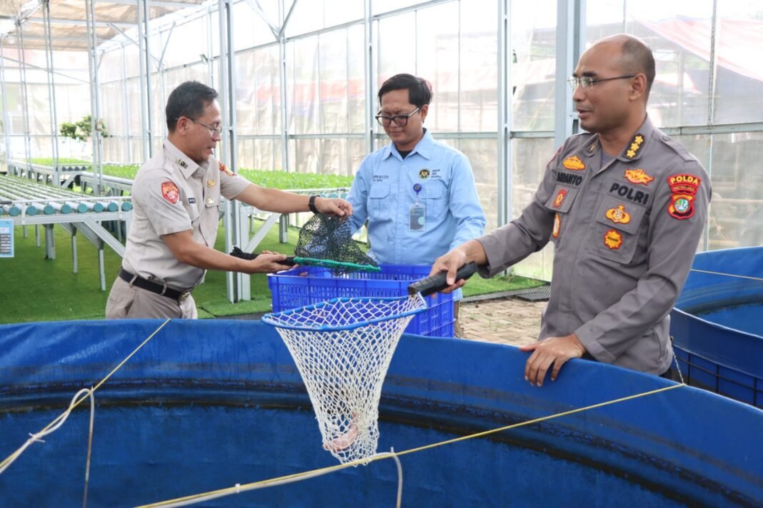 Panen Parsial Ke-3, Greenhouse Palmerah Jakarta Barat Hasilkan Ratusan Kilogram Ikan Nila Merah
