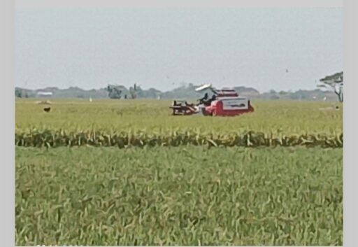 Deru Mesin Panen di Sawah Indramayu, Saat Buruh Derep Perlahan Kehilangan Penghasilan