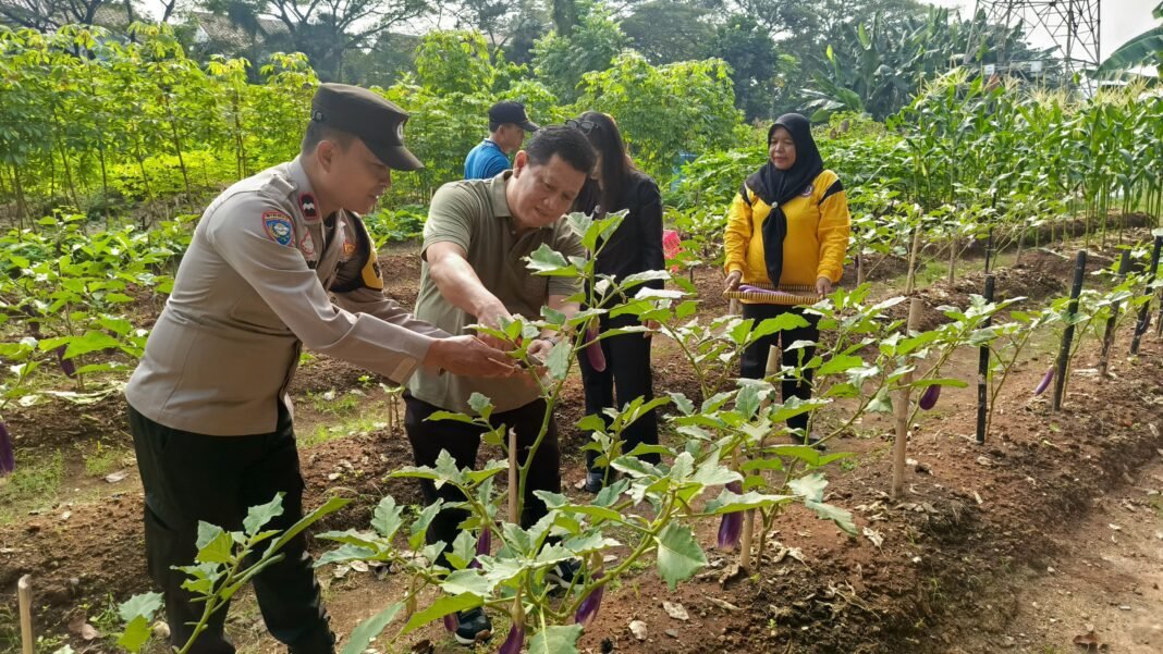 Bhabinkamtibmas Duri Kosambi Hadiri Panen Sayuran, Wujud Sinergi Polisi dan Warga Perkuat Ketahanan Pangan Bhabinkamtibmas Duri Kosambi Hadiri Panen Sayuran, Wujud Sinergi Polisi dan Warga Perkuat Ketahanan Pangan