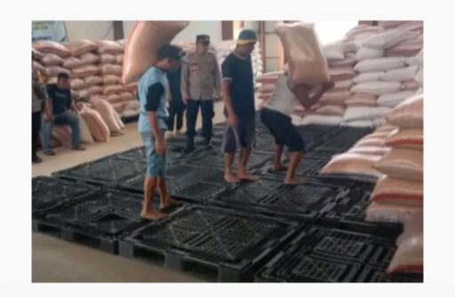Perum Bulog Serap Jagung Pipilan Petani Dengan Harga Kompetitif, Sesuai Harga Pasar Perum Bulog Serap Jagung Pipilan Petani Dengan Harga Kompetitif, Sesuai Harga Pasar