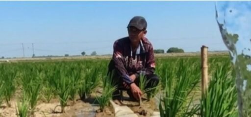 Kolaborasi Pertamina dan Kementan Atasi 427 Hektar Sawah Tadah Hujan di Kecamatan Terisi Kolaborasi Pertamina dan Kementan Atasi 427 Hektar Sawah Tadah Hujan di Kecamatan Terisi