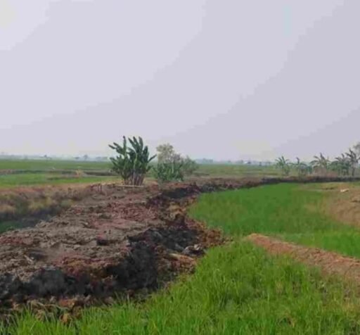 Kelompok Tani Desa Sumber Mulya Haurgeulis Mengeluh, Sawah Tadah Hujan Mulai Dilanda Kekeringan Kelompok Tani Desa Sumber Mulya Haurgeulis Mengeluh, Sawah Tadah Hujan Mulai Dilanda Kekeringan