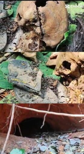 Penemuan Tulang Belulang Diduga Kerangka Manusia di Bayung Lencir Penemuan Tulang Belulang Diduga Kerangka Manusia di Bayung Lencir
