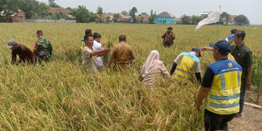 Syukuran Panen Perdana, Petani Sudimampir Harapkan Hasil 9,4 Ton per Hektare Syukuran Panen Perdana, Petani Sudimampir Harapkan Hasil 9,4 Ton per Hektare